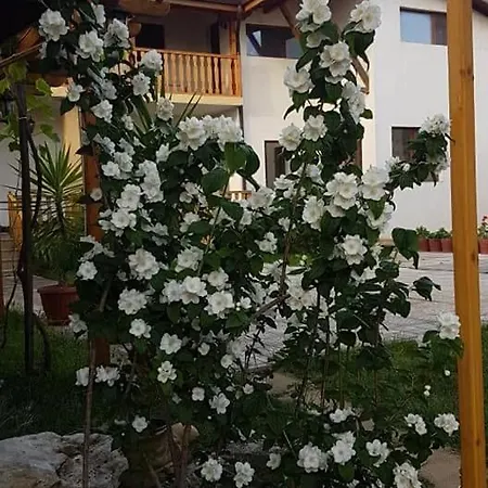 Pensión Nash Dom